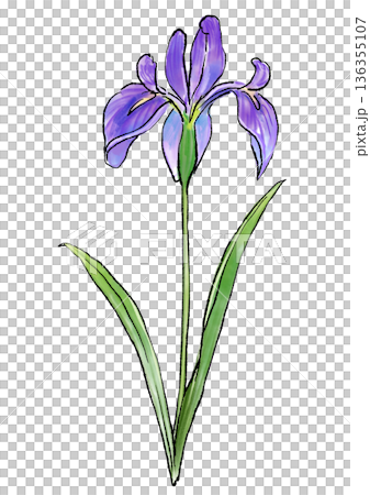 手繪線條水彩插圖，描繪了盛開的鳶尾花 136355107