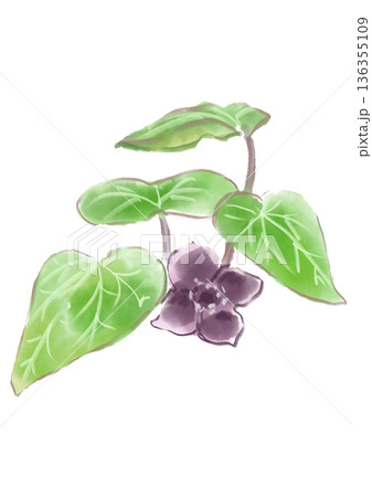 咲き誇るのカンアオイの花の手描きの水彩イラスト 咲き誇るのカンアオイの花の手描きの水彩イラスト 136355109