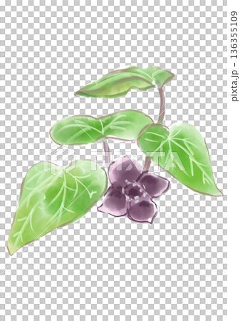 手繪水彩插圖,描繪了盛開的細辛花。 手繪水彩插圖,描繪了盛開的細辛花。 136355109