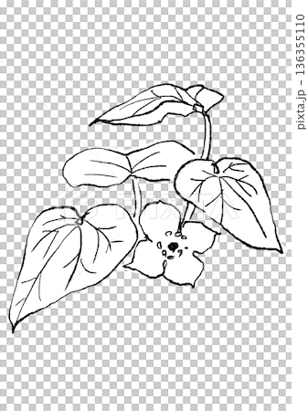 手繪線條畫，描繪了盛開的細辛花。 136355110