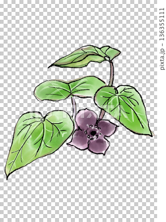 手繪線條水彩插圖,描繪了盛開的細辛花。 手繪線條水彩插圖,描繪了盛開的細辛花。 136355111