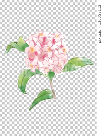 手繪水彩插畫，描繪了盛開的瑞香花。 136355112