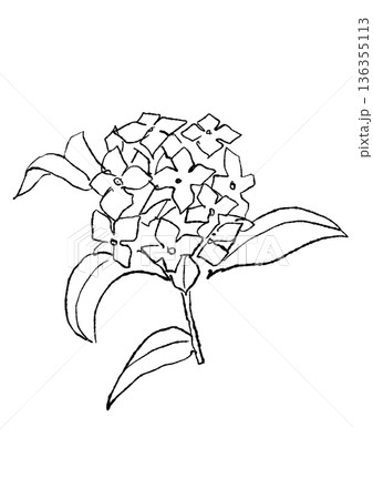 咲き誇るのジンチョウゲの花の手描きの線画イラスト 咲き誇るのジンチョウゲの花の手描きの線画イラスト 136355113