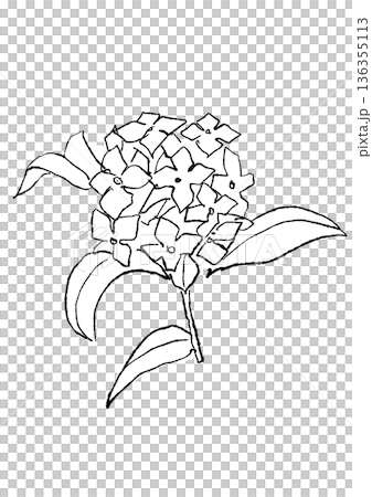 咲き誇るのジンチョウゲの花の手描きの線画イラスト 咲き誇るのジンチョウゲの花の手描きの線画イラスト 136355113