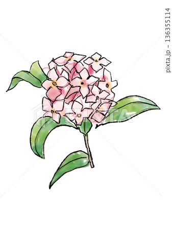 咲き誇るのジンチョウゲの花の手描きの線画と水彩イラスト 咲き誇るのジンチョウゲの花の手描きの線画と水彩イラスト 136355114