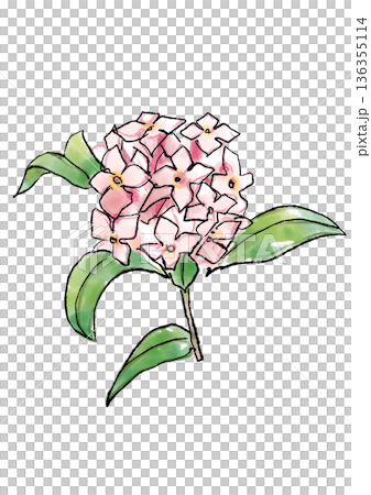 咲き誇るのジンチョウゲの花の手描きの線画と水彩イラスト 咲き誇るのジンチョウゲの花の手描きの線画と水彩イラスト 136355114