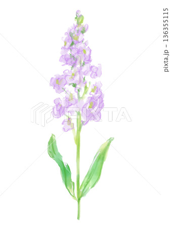 咲き誇るの紫のストックの花の手描きの水彩イラスト 136355115