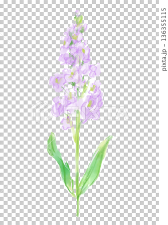咲き誇るの紫のストックの花の手描きの水彩イラスト 136355115