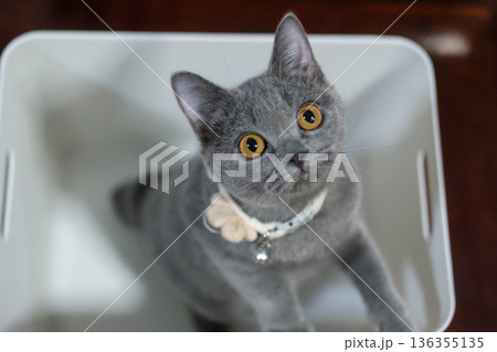 Small 3 months old British Blue, British Shorthair cat inside the white box 136355135