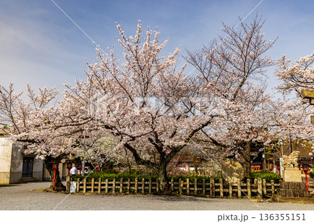 京都府　六孫王神社の桜風景 136355151
