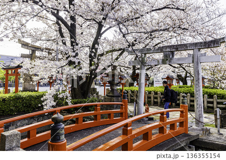 京都府　六孫王神社の桜風景 136355154