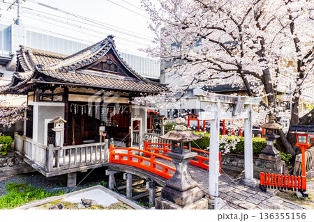 京都府　六孫王神社の桜風景 136355156