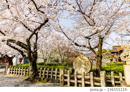 京都府　六孫王神社の桜風景 136355159