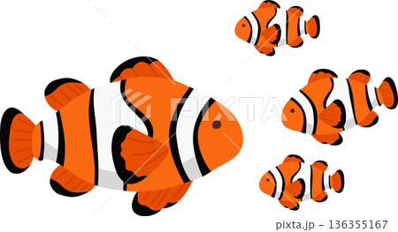 clownfish and baby fish swimming in ocean. clownfish family with parent and baby fish swimming underwater 136355167