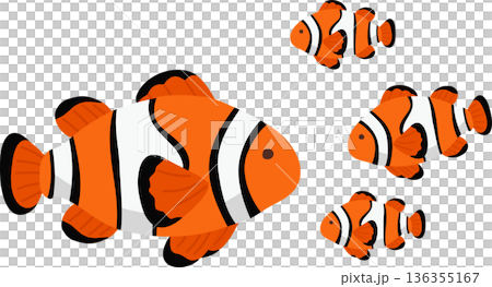 clownfish and baby fish swimming in ocean. clownfish family with parent and baby fish swimming underwater 136355167