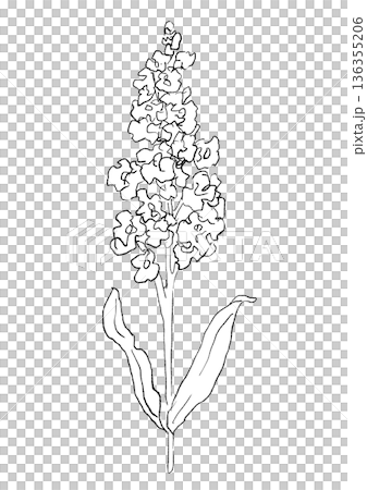 咲き誇るのストックの花の手描きの線画イラスト 136355206