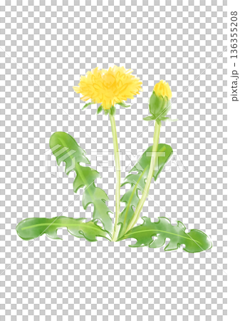 手繪水彩插圖,描繪了盛開的蒲公英花。 手繪水彩插圖,描繪了盛開的蒲公英花。 136355208
