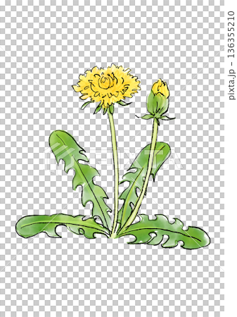 手繪線條和水彩插圖,描繪了一朵盛開的蒲公英花。 手繪線條和水彩插圖,描繪了一朵盛開的蒲公英花。 136355210