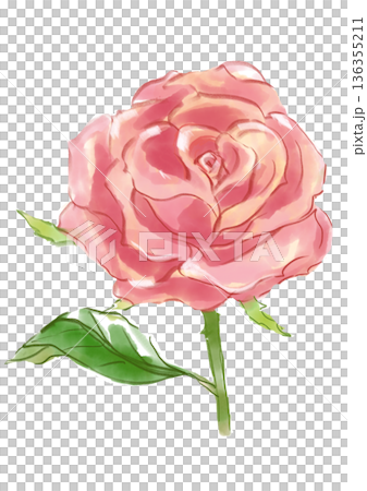 手繪水彩插圖,描繪了一朵盛開的粉紅色玫瑰花 手繪水彩插圖,描繪了一朵盛開的粉紅色玫瑰花 136355211