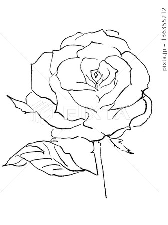 咲き誇るピンクのバラの花の手描きの線画イラスト 咲き誇るピンクのバラの花の手描きの線画イラスト 136355212