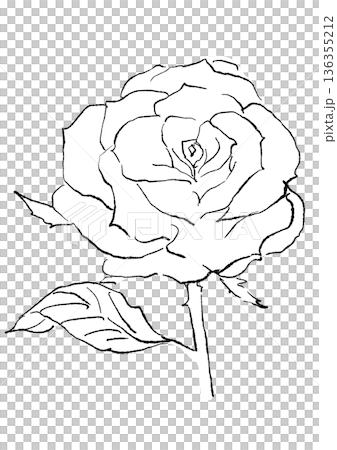 手繪線條藝術插圖，描繪了一朵盛開的粉紅色玫瑰花 136355212