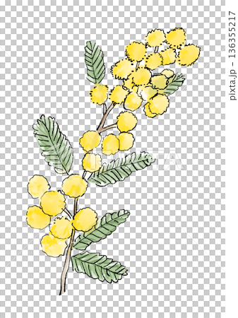 手繪線條水彩插圖，描繪了盛開的含羞草花，花蕊帶有絨球。 136355217