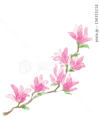 咲き誇るピンクのモクレンの花の手描きの水彩イラスト 136355218