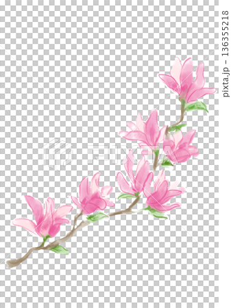 咲き誇るピンクのモクレンの花の手描きの水彩イラスト 136355218