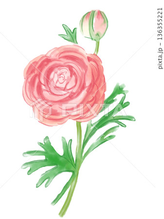 咲き誇るピンクのラナンキュラスの花の手描きの水彩イラスト 136355221