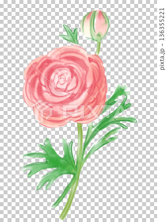 咲き誇るピンクのラナンキュラスの花の手描きの水彩イラスト 136355221