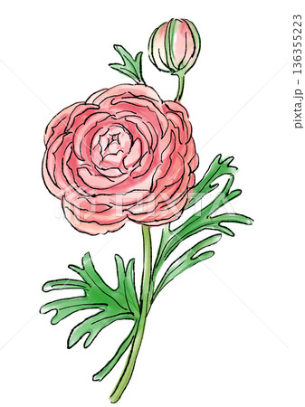 咲き誇るピンクのラナンキュラスの花の手描きの線画と水彩イラスト 136355223