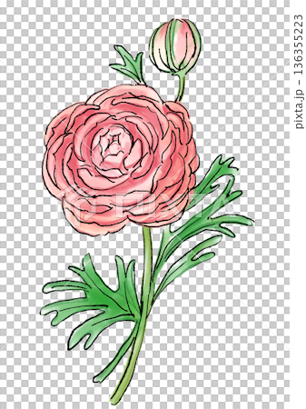 咲き誇るピンクのラナンキュラスの花の手描きの線画と水彩イラスト 136355223