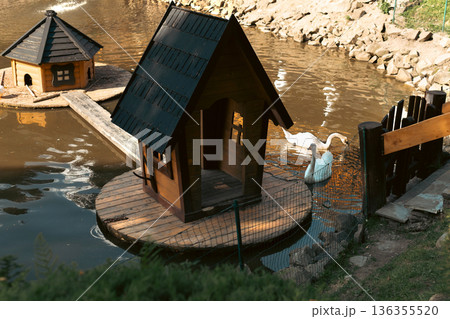Swans swimming near wooden bird house on pond in rural park 136355520