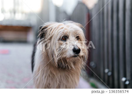 Shaggy Mixed Breed Dog Portrait Outdoors with Soft Natural Light and Urban Background 136356574