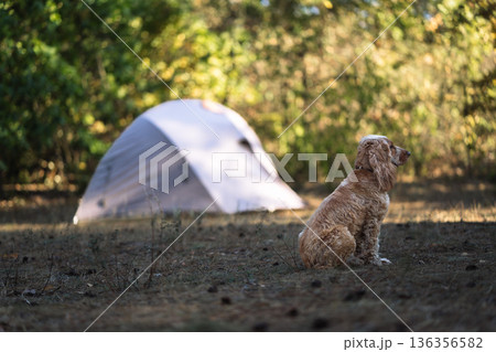 Cocker Spaniel Dog Sitting Near Camping Tent in Forest Clearing With Soft Evening Light Autumn Atmosphere and Peaceful Outdoor Travel Mood Cocker Spaniel Dog Sitting Near Camping Tent in Forest Clearing With Soft Evening Light Autumn Atmosphere and Peaceful Outdoor Travel Mood 136356582
