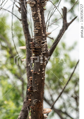 Bracket fungi growing on tree trunk in forest 136356727