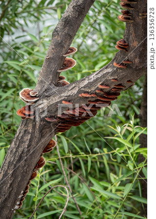 Shelf mushrooms growing on a tree branch in forest 136356728