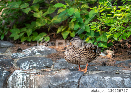 Mallard duck resting on rocks beside green foliage Mallard duck resting on rocks beside green foliage 136356737