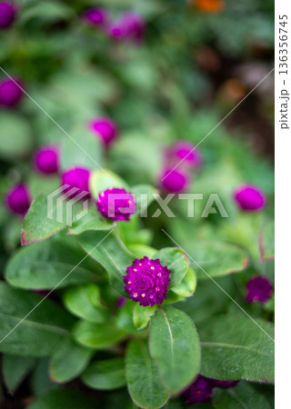 Purple globe amaranth flowers in garden close-up 136356745