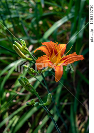 Orange daylily flower blooming in garden 136356750