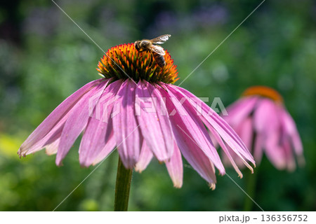 Bee Pollinating Pink Echinacea Coneflower in Garden 136356752