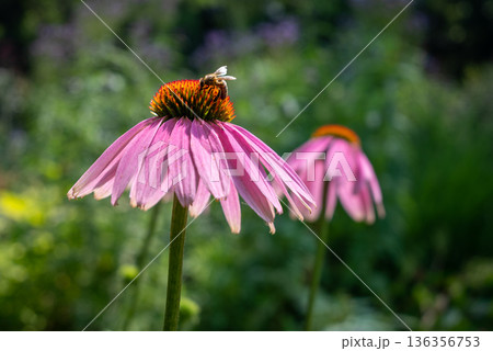 Bee on pink purple coneflower in garden bokeh 136356753