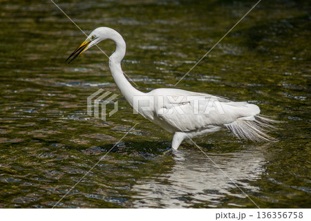 White egret wading in shallow river 136356758