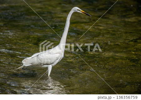 White egret wading in shallow river 136356759