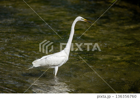 White egret wading in shallow river 136356760