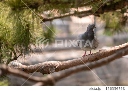Pigeon perched on tree branch in soft natural light 136356768