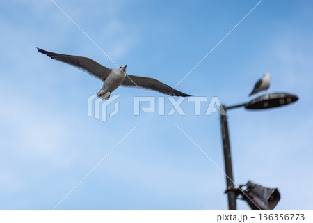 Seagull Flying Over Streetlight Against Blue Sky 136356773