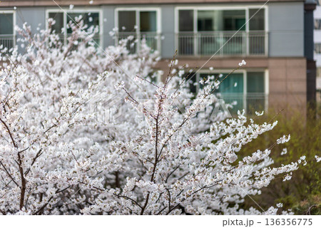 Urban cherry blossoms in full bloom near apartment building 136356775