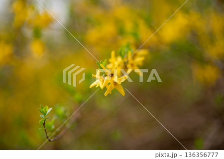 Yellow Spring Blossoms with Soft Bokeh Background 136356777