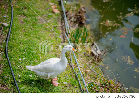 White goose on grassy pond bank White goose on grassy pond bank 136356780